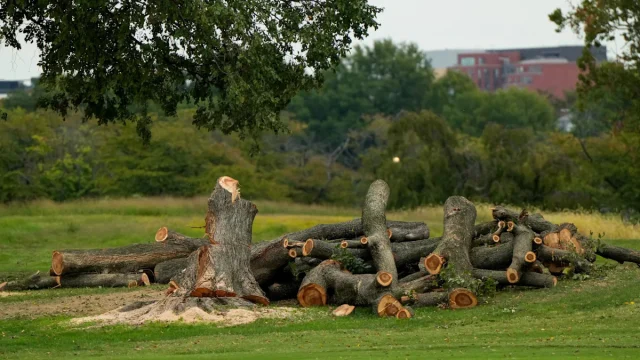 More than 500 trees cut down at D.C. golf course as legal fight over Trump renovation intensifies